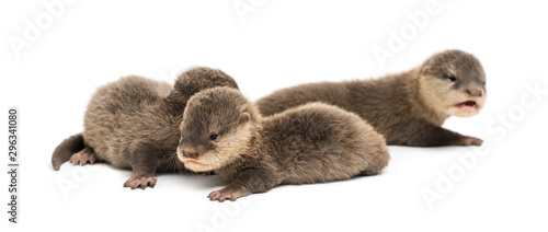 Baby Asian small-clawed otters, Amblonyx cinerea