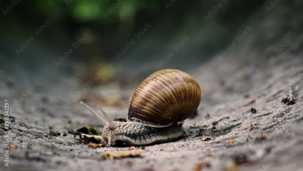 Closeup snail crawling in the stone drain Closeup snail crawling in the stone drain