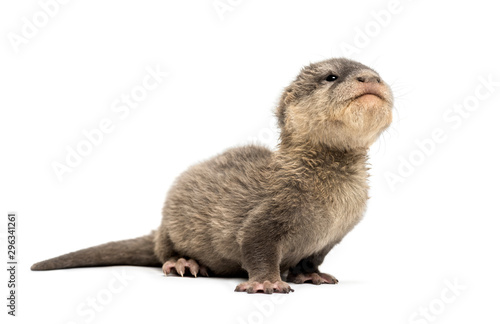 Baby Asian small-clawed otter, Amblonyx cinerea, also known as t