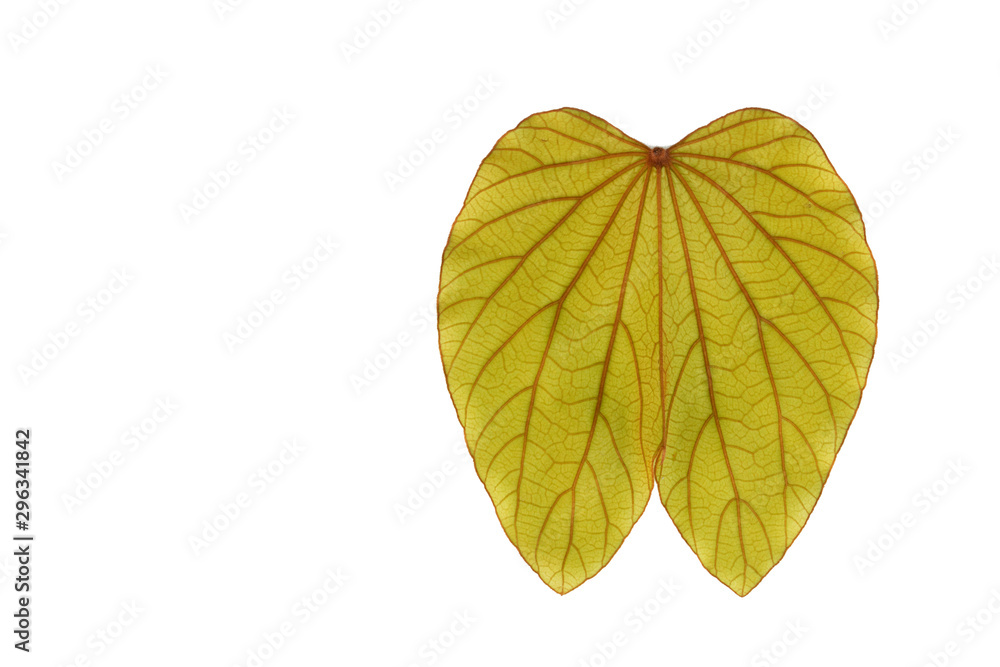 Fototapeta premium Gold leaf abstract background nature line art,yellow leaf texture image.
