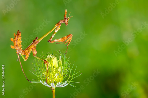Close up of pair of Beautiful European mantis   Mantis religiosa  