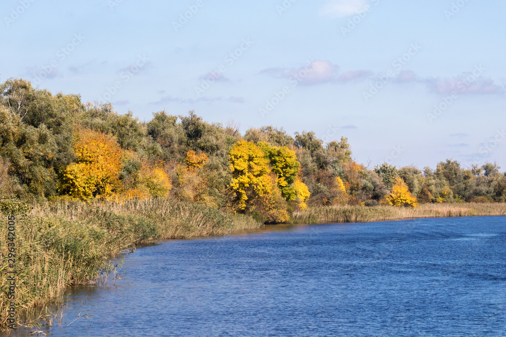 landscape yellow trees on the banks of a large river landscape yellow trees on the banks of a large river