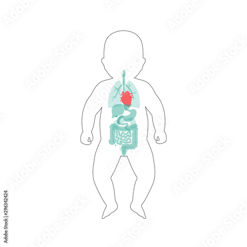 internal organs of baby