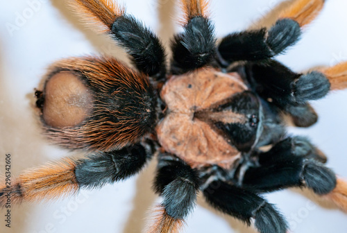 hairy tarantula spider on a light background