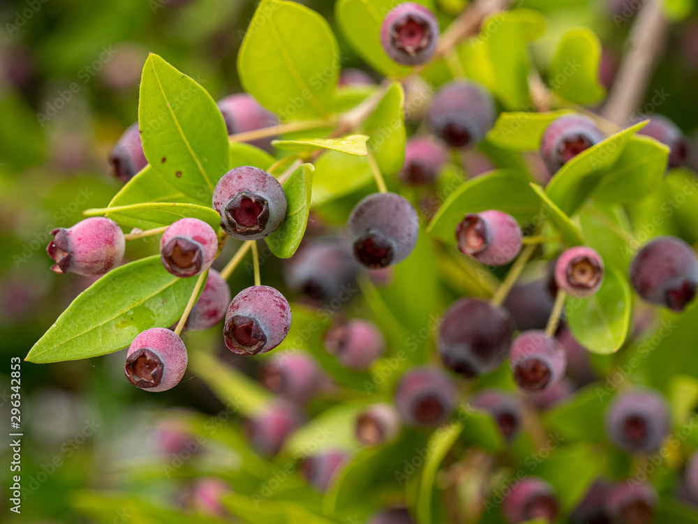 Detail of a myrtle bush with berries in autumn Detail of a myrtle bush with berries in autumn