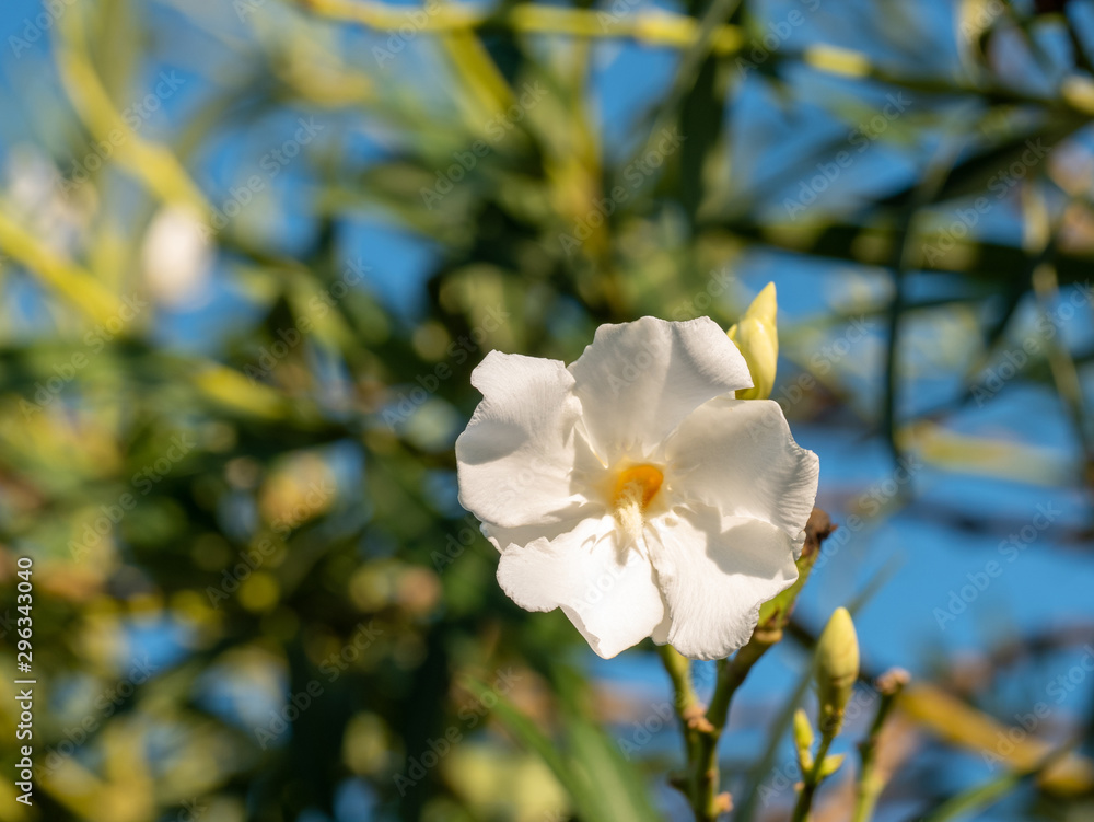 Close up white (Oleander Nerium)   flower in nature garden