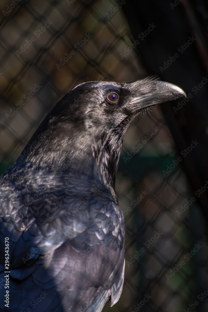 Fototapeta premium Black bird. Common raven, Corvus corax. Wild life animal