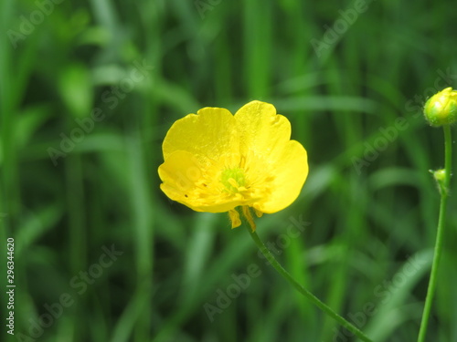buttercup