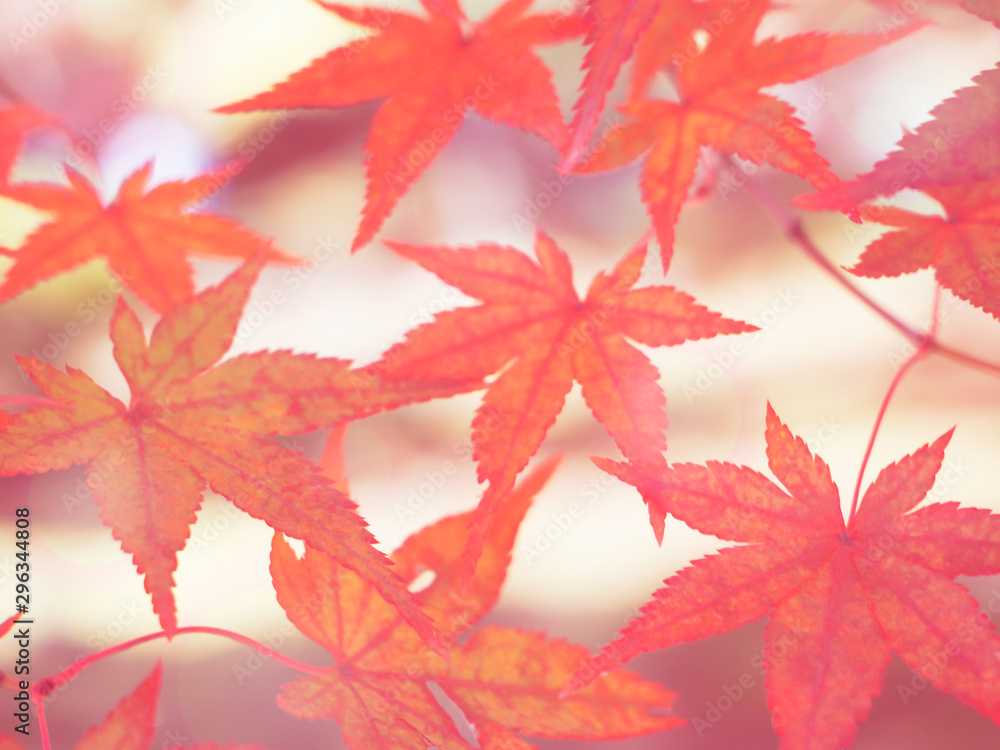 Blurred maple red orange leaves for natural travel background Japan trip in November. Blurred maple red orange leaves for natural travel background Japan trip in November.