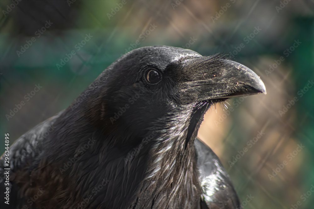 Fototapeta premium Black bird. Common raven, Corvus corax. Wild life animal