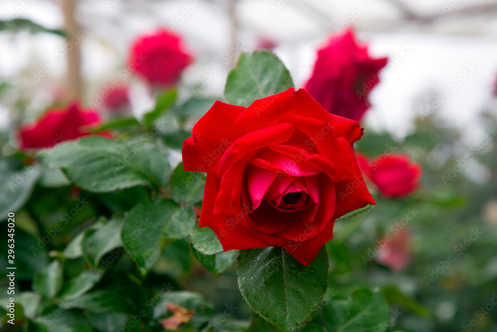 Colourful rose flower garden in full bloom Colourful rose flower garden in full bloom