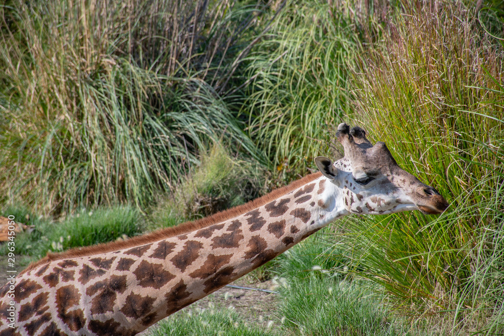 Giraffe in the bushes. The wild nature. Natural life. Writing area. Giraffe in the bushes. The wild nature. Natural life. Writing area.