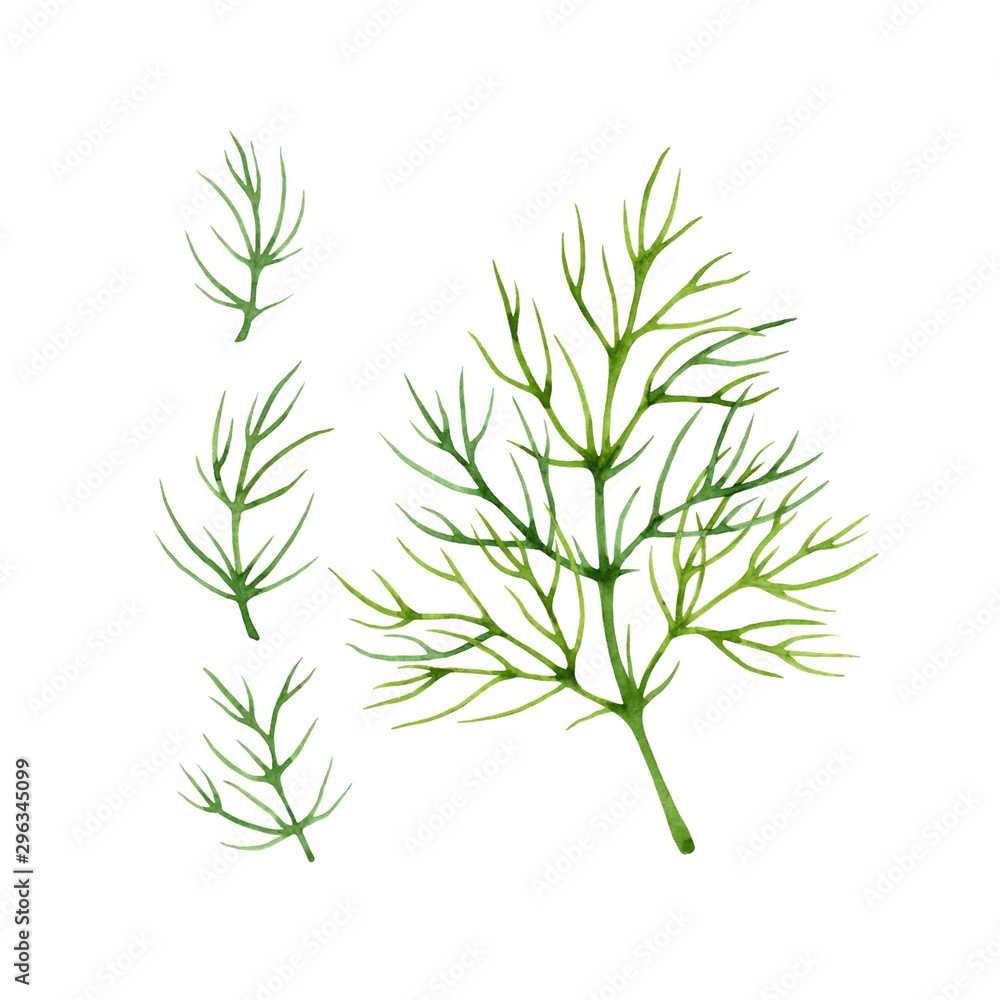 Isolated watercolor fresh dill