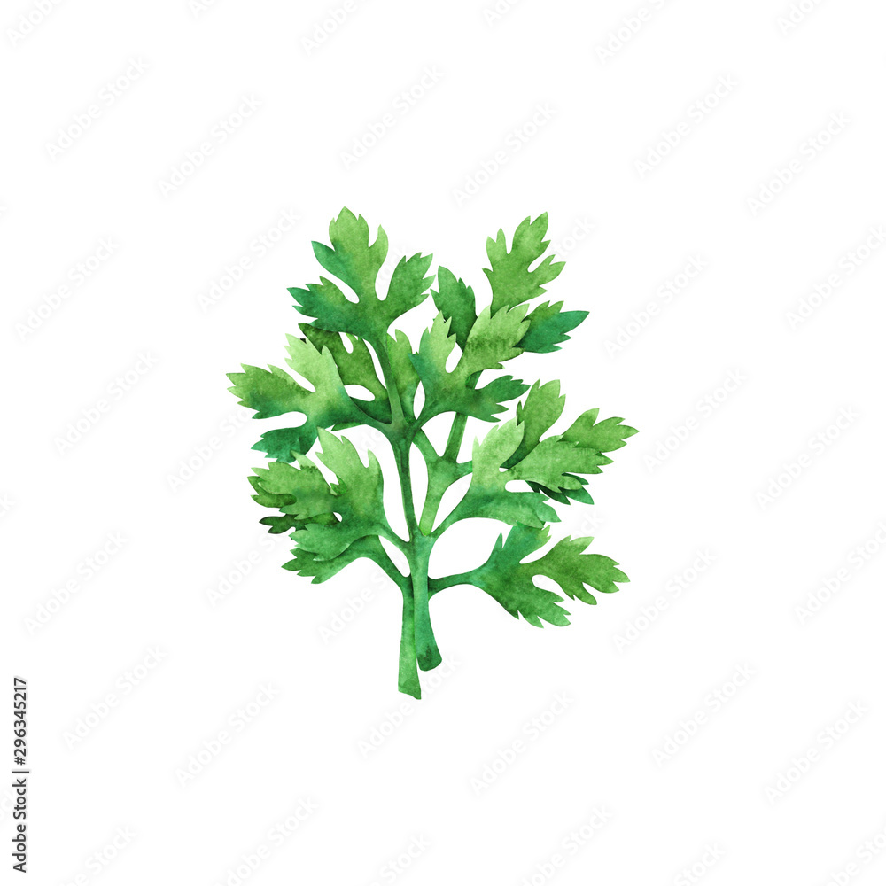 Isolated watercolor fresh parsley Isolated watercolor fresh parsley