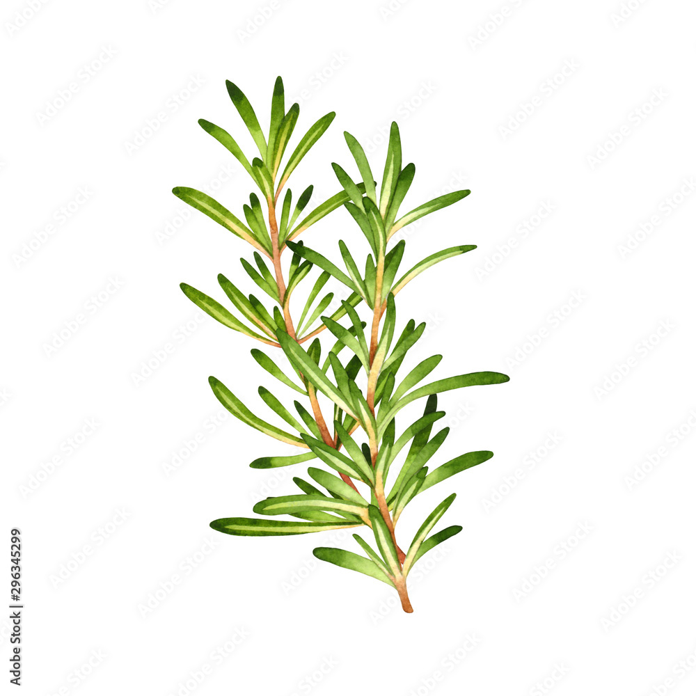 Isolated watercolor fresh rosemary Isolated watercolor fresh rosemary