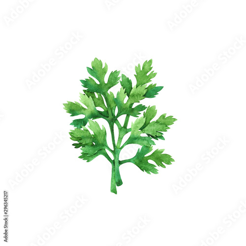 Isolated watercolor fresh parsley