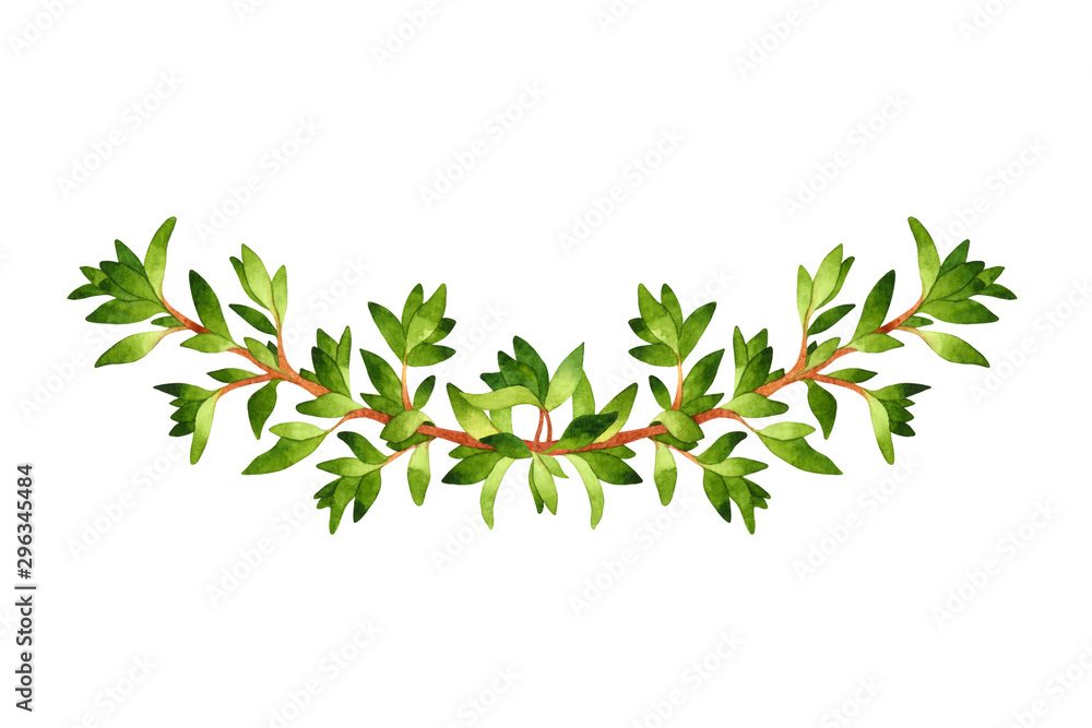 Isolated watercolor vignette with fresh thyme Isolated watercolor vignette with fresh thyme