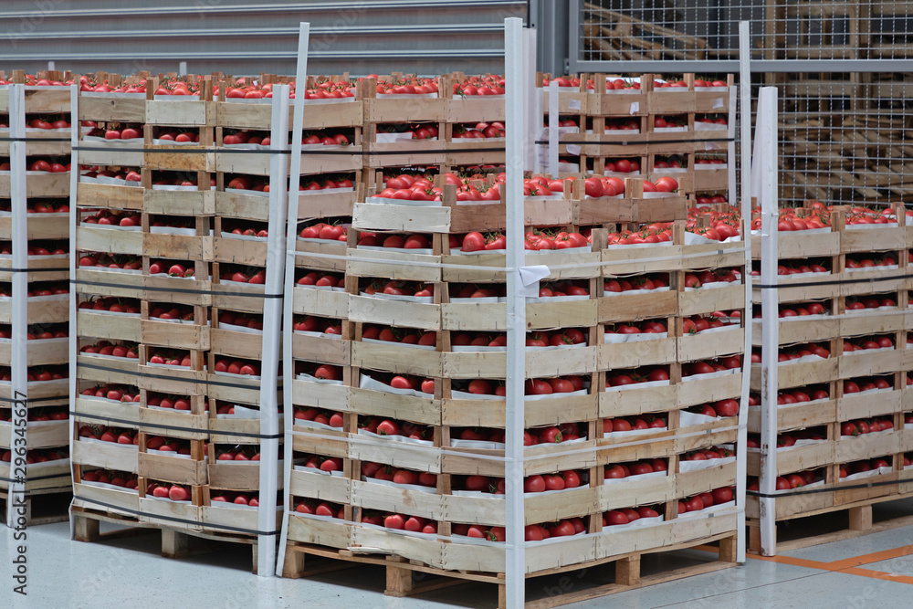 Tomatoes Pallet Tomatoes Pallet