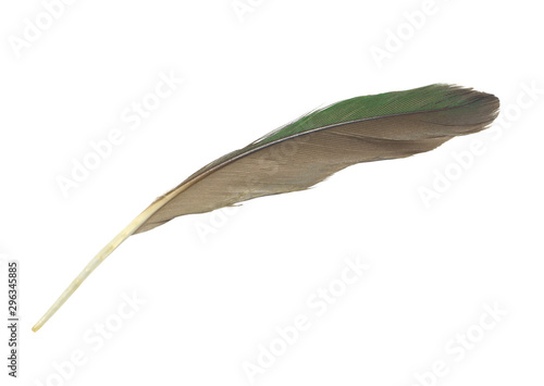 Beautiful green macaw parrot lovebird feather isolated on white background