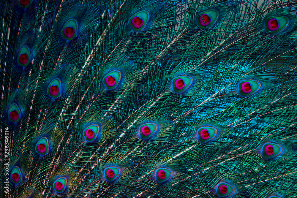 Obraz premium The beauty of Peacock feather 