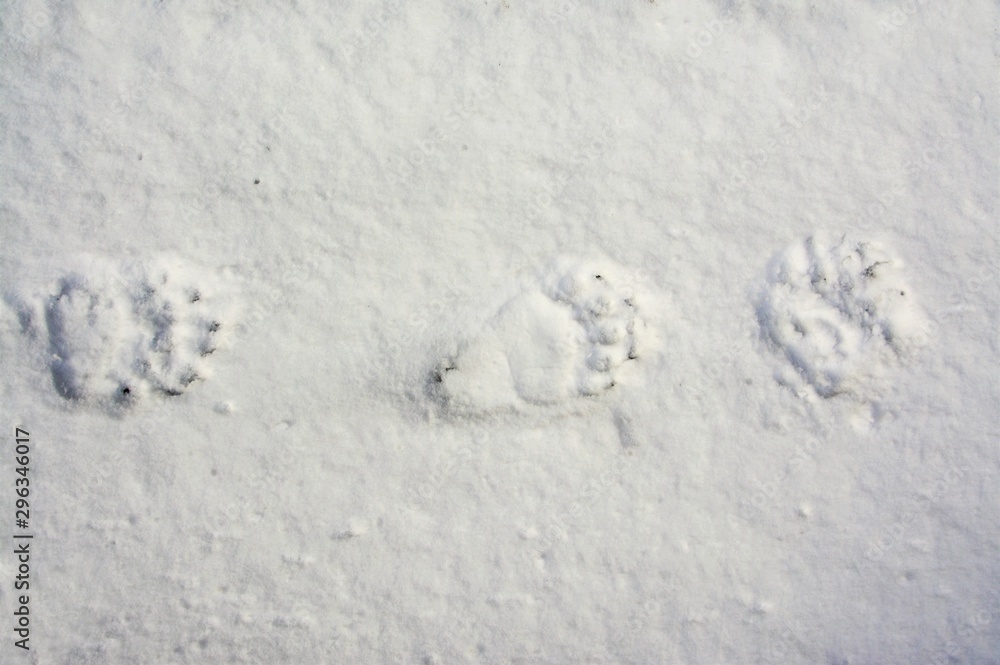 bear traces on snow