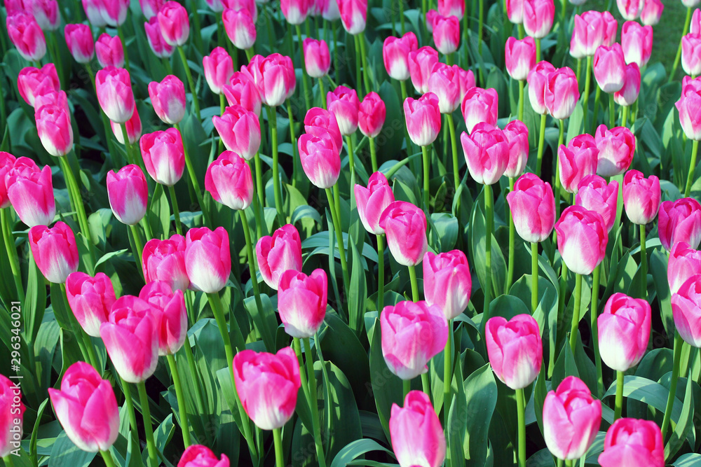 Fototapeta premium Endless pink and white tulips