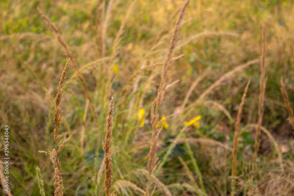 Dry grass flowers that will bloom in the summer