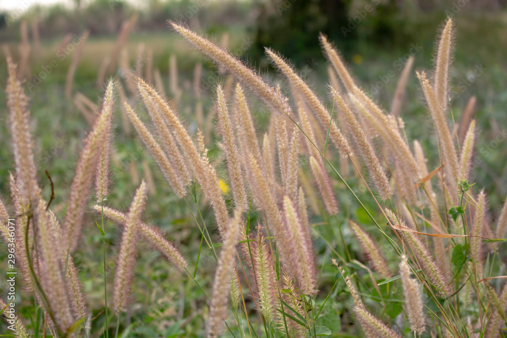 field beautiful brown grass flowers in the summer field beautiful brown grass flowers in the summer
