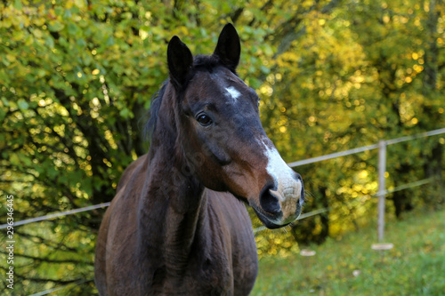 head portrait of a beautiful brown horse