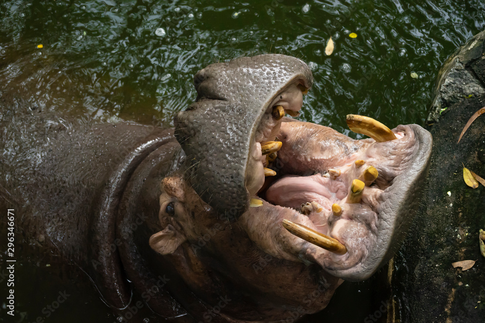Hippo with open mouth in water ,waiting for feeding. African Hippopotamus, Hippopotamus amphibius capensis, animal in zoo , Thailand. Hippo with open mouth in water ,waiting for feeding. African Hippopotamus, Hippopotamus amphibius capensis, animal in zoo , Thailand.