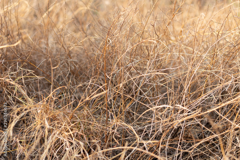 Background The dead grass became brown Background The dead grass became brown