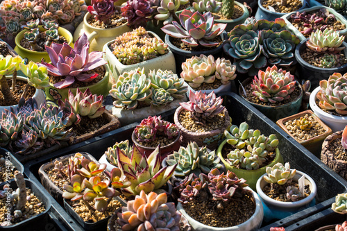 succulent plant