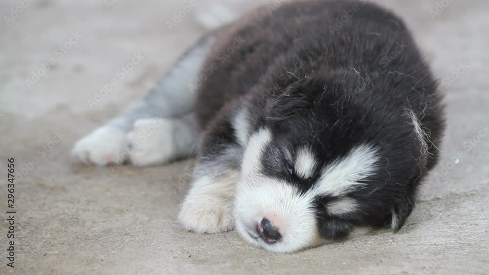 Siberian husky puppies are sleeping Siberian husky puppies are sleeping