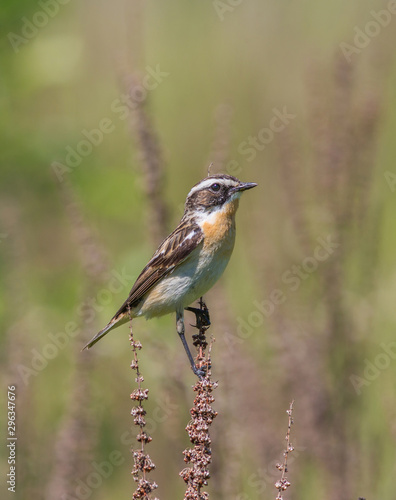 Bird Whinchat (Saxicola rubetra) sits on a branch of a bush