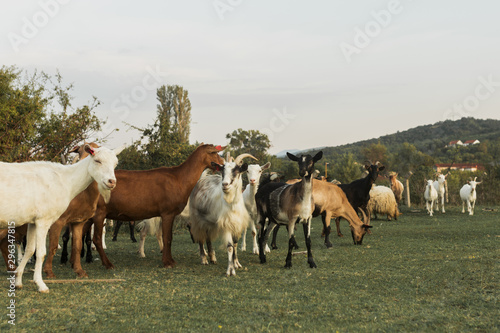 Goats walking on a peaceful green landscape