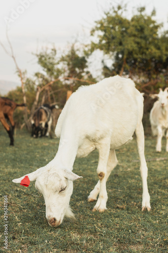 Fototapeta Naklejka Na Ścianę i Meble -  Young white goat grazing grass with others