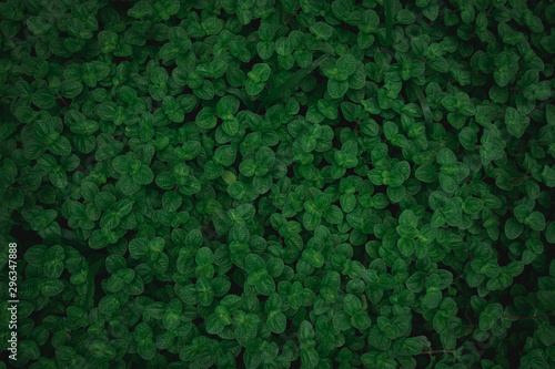 Green leaves texture top view background. Full frame of tropical dark green leaf tone.