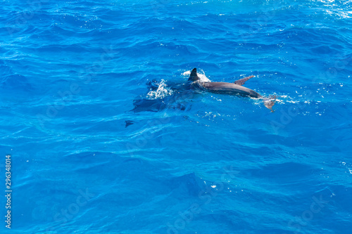 Dolphins in Red sea not far from the Hurghada city  Egypt
