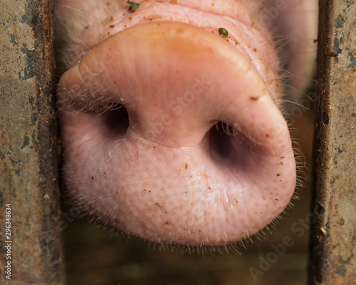 Pig nose between metallic bars