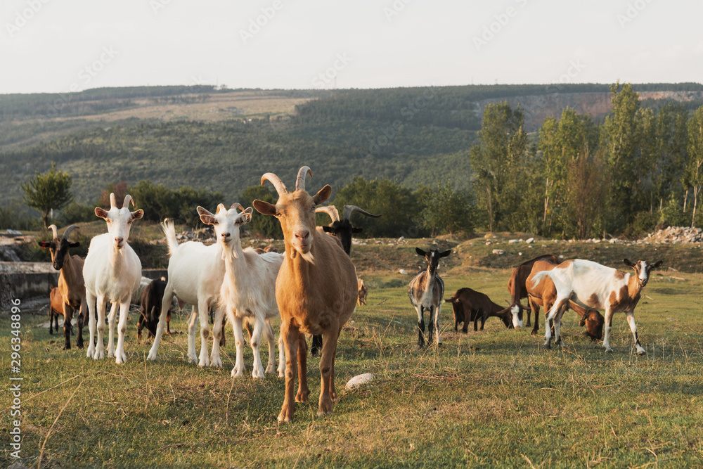 Obraz premium Goats standing on the meadow and looking at camera