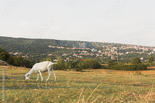 Fototapeta Naklejka Na Ścianę i Meble -  Young goat eating grass on the meadow