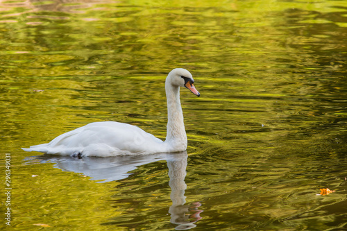 White Swan is floating in the water with golden reflections. Autumn yellow foliage is reflected in the water © avkost