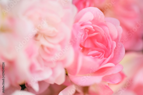 Detail einer Rosenblüte