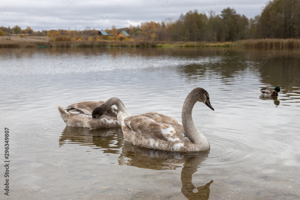 Swan and ducks on Gorodishchenskoe lake in Izborsk, Pskov region.