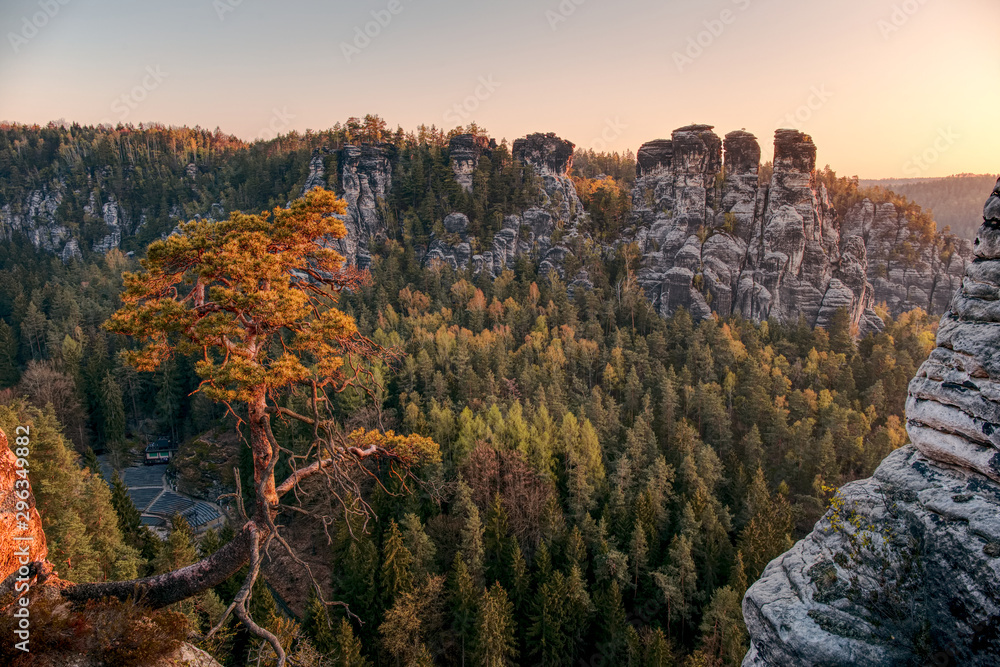 pine in Saxon Switzerland at sunrise