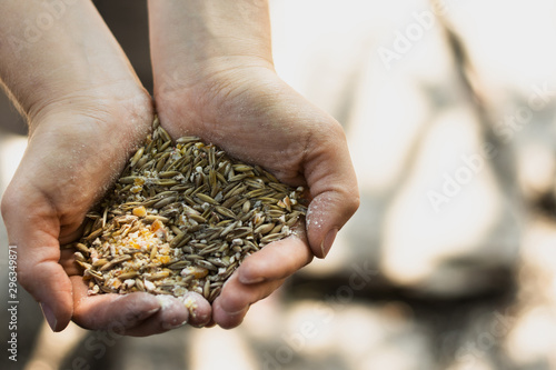 Person holding a bunch of wheat seeds in his hands
