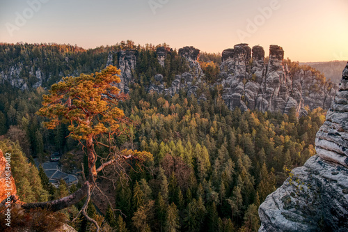 pine in Saxon Switzerland at sunrise