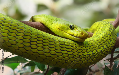 Foto Close-up view of an Eastern Green Mamba (Dendroaspis angusticeps)