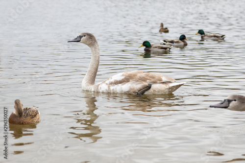 Swan and ducks on Gorodishchenskoe lake in Izborsk, Pskov region. © Елена Нечипоренко