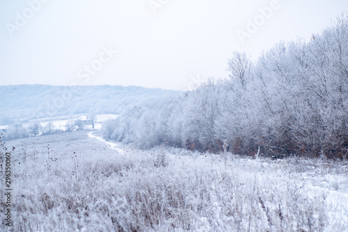 Beautiful winter landscape with snow covered trees. New Year background with white spruce branches. Christmas holiday celebration concept. Winterly morning of a new day.